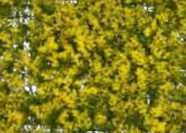 Yellow Ball Leaves Artificial Grass (Wall) design