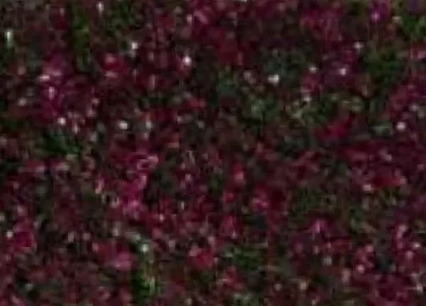 Purple Ball Leaves Artificial Grass (Wall) design