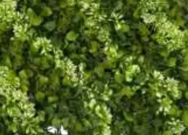 White Flower Leaves Tile Artificial Grass (Wall) design