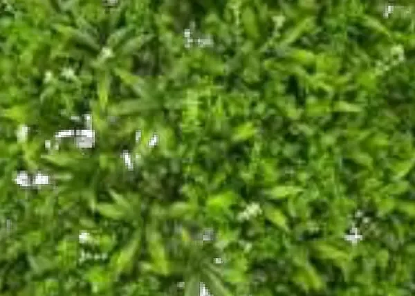 Green Leaves White Flower Artificial Grass (Wall) design