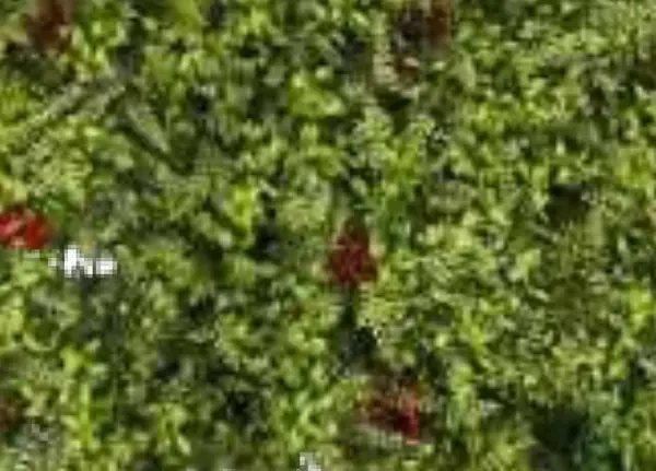 Small Red Flower Tile Artificial Grass (Wall) design